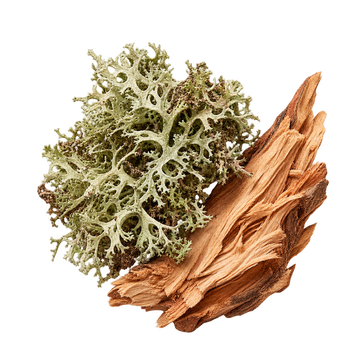Translation missing: el.VANIGLIA & MOU base notes: oakmoss and cedar wood