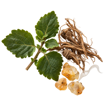 Translation missing: el.VESEVO heart notes — overhead patchouli, cypriol and smoky frankincense